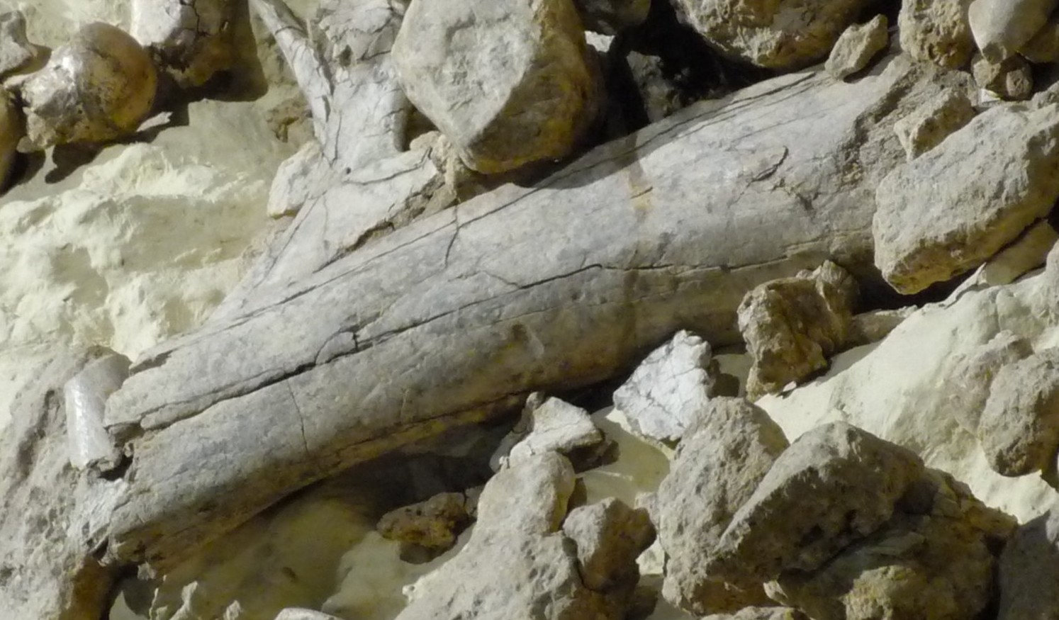 Paleosuperfice di Isernia La Pineta